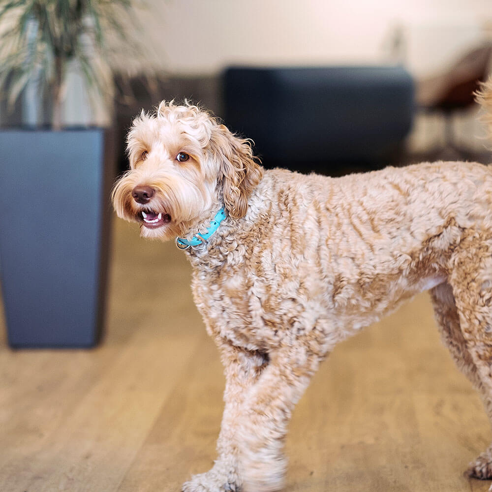 FILOU, our office dog (mascot)